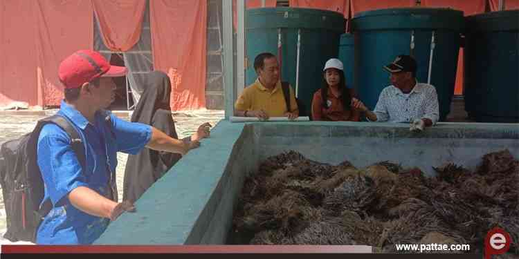 Pemanfaatan limbah sawit warga Desa Pakava, Pasangkayu, Sulawesi Barat (1)