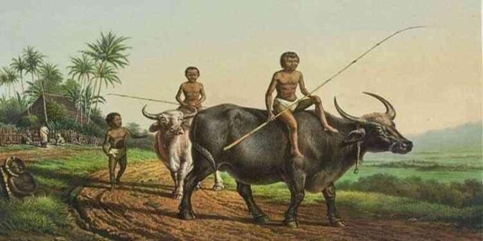 Gambar Ilustrasi Pengembala Kerbau yang diambil dari wikipedia.or