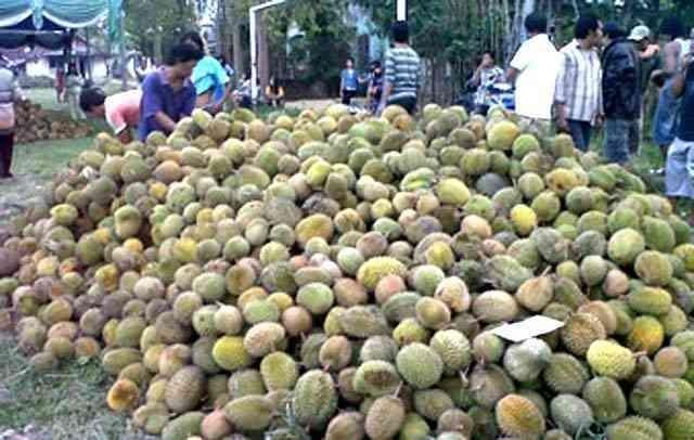 Foto Ilustrasi Tradisi Mangngonggo Buah Masyarakat Pattae