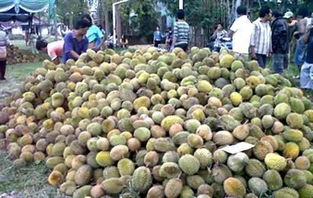 Foto Ilustrasi Tradisi Mangngonggo Buah Masyarakat Pattae